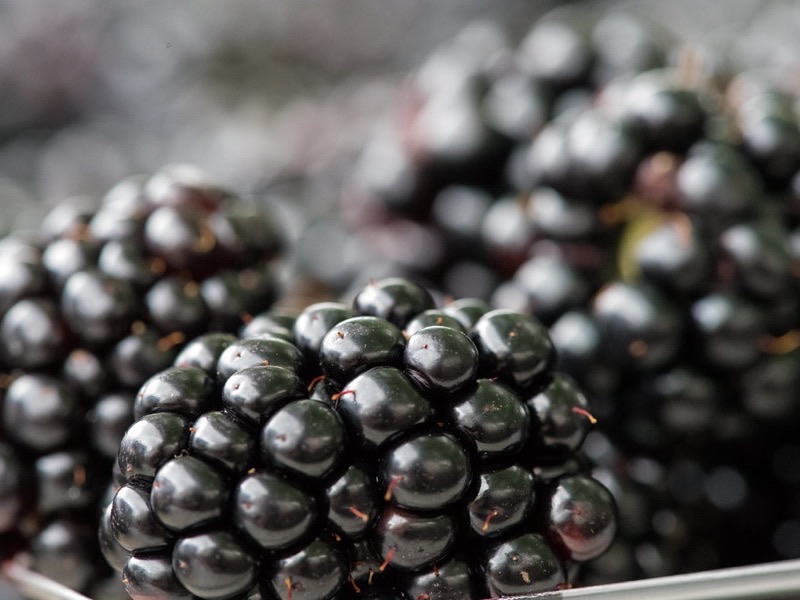 Freshly picked wild blackberries